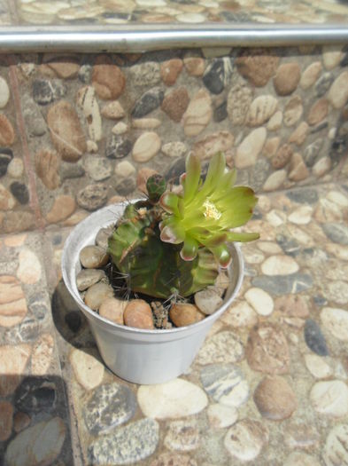 SAM_0711