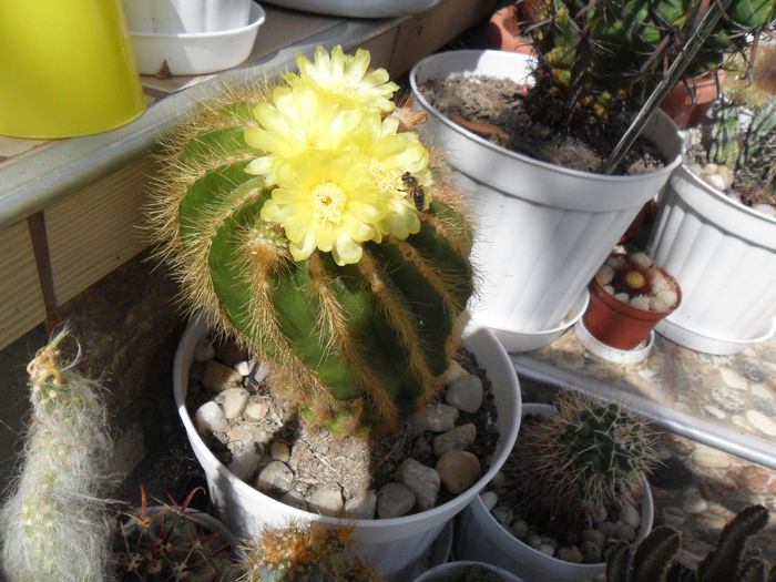 SAM_1861 - cactusi