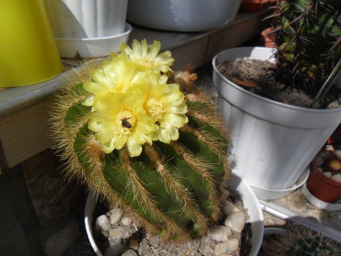 SAM_1862 - cactusi