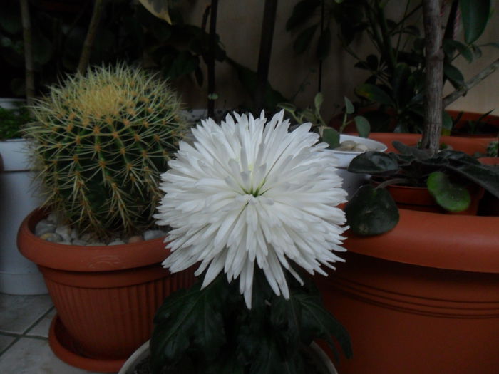 SAM_2670 - cactusi