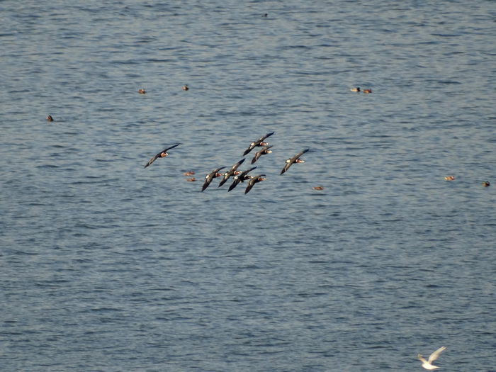 Gâsca cu gât roşu; Branta ruficollis
