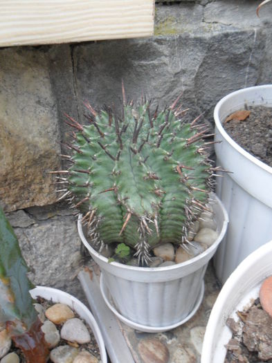 SAM_2855