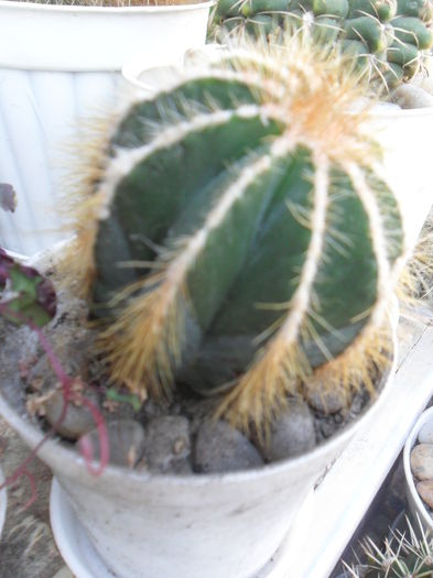 SAM_2878