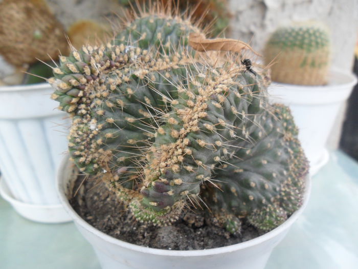 SAM_2941 - cactusi