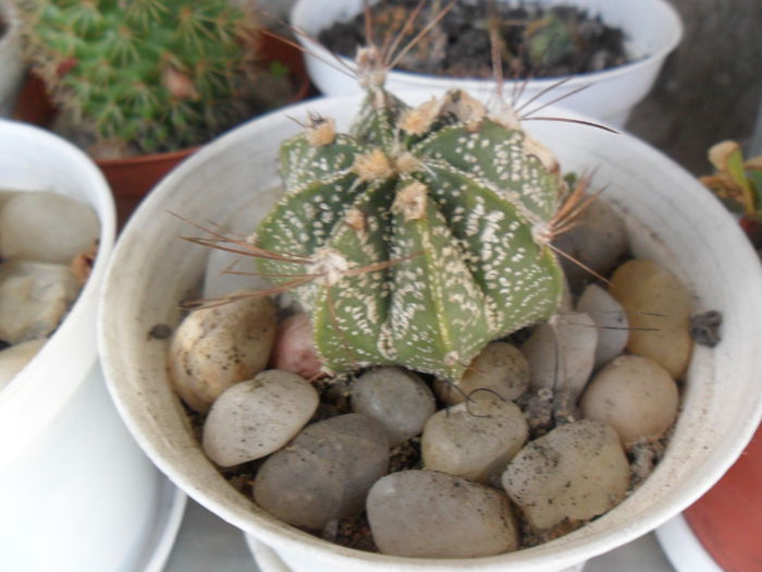 SAM_2943 - cactusi
