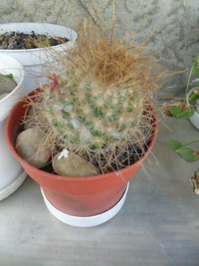 SAM_2946 - cactusi