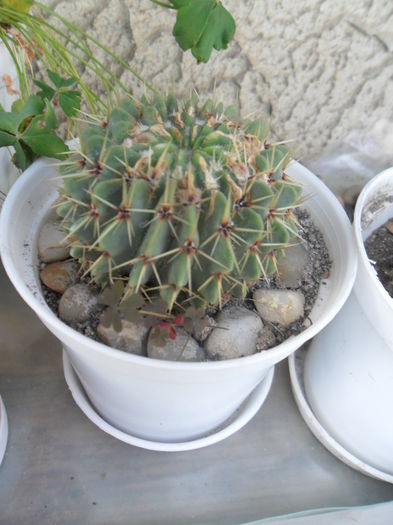 SAM_2947 - cactusi