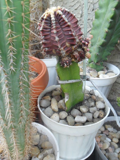 SAM_2948 - cactusi