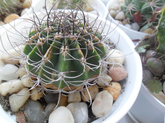 SAM_2958 - cactusi