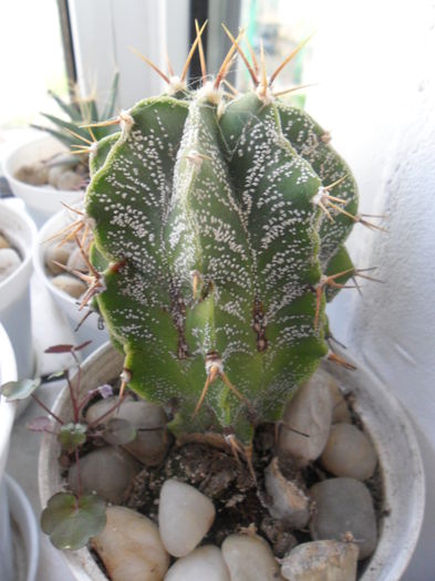 SAM_2961 - cactusi