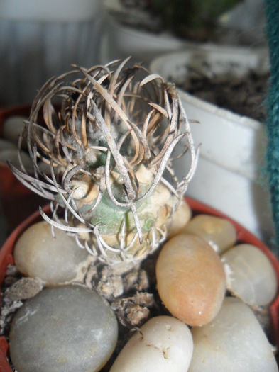 SAM_2962 - cactusi
