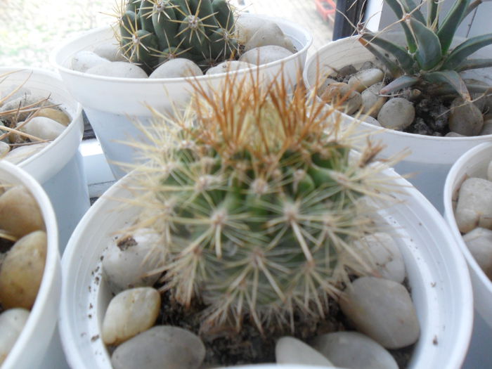 SAM_2966 - cactusi