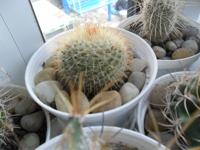 SAM_2981 - cactusi
