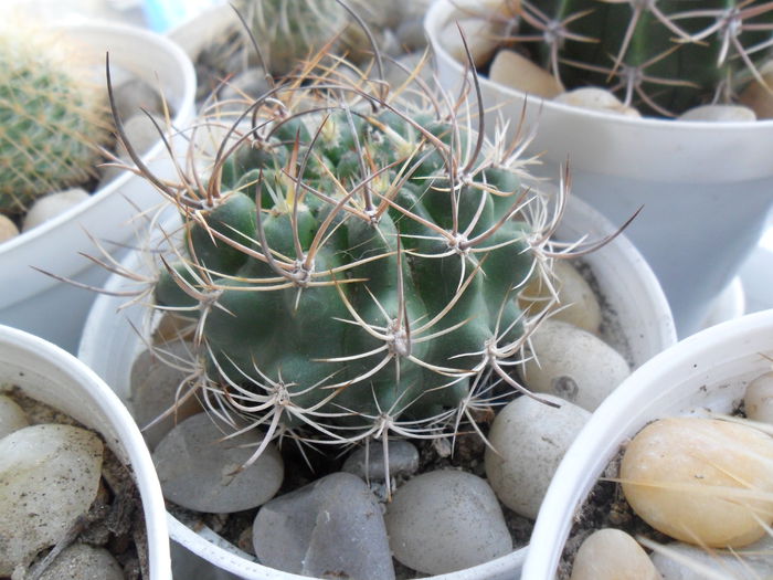 SAM_2982 - cactusi