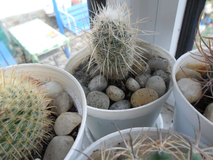 SAM_2983 - cactusi