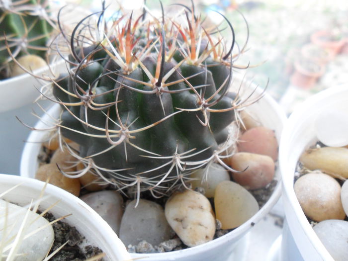 SAM_2986 - cactusi