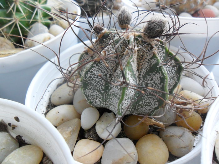 SAM_2990 - cactusi