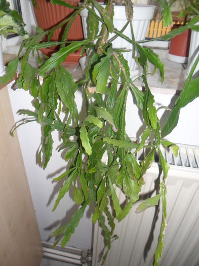 SAM_3006 - cactusi