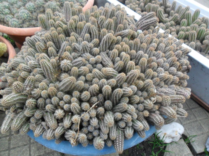 SAM_3082 - cactusi