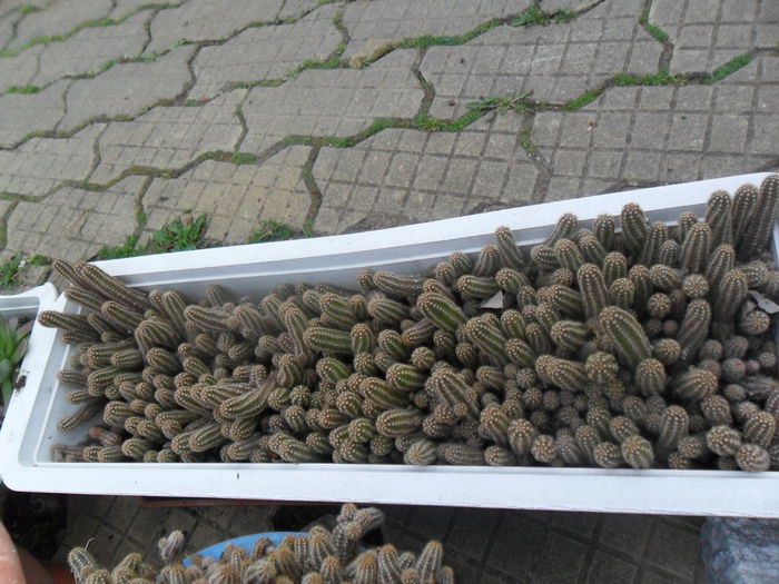 SAM_3083 - cactusi