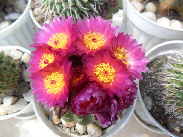 SAM_3121 - cactusi