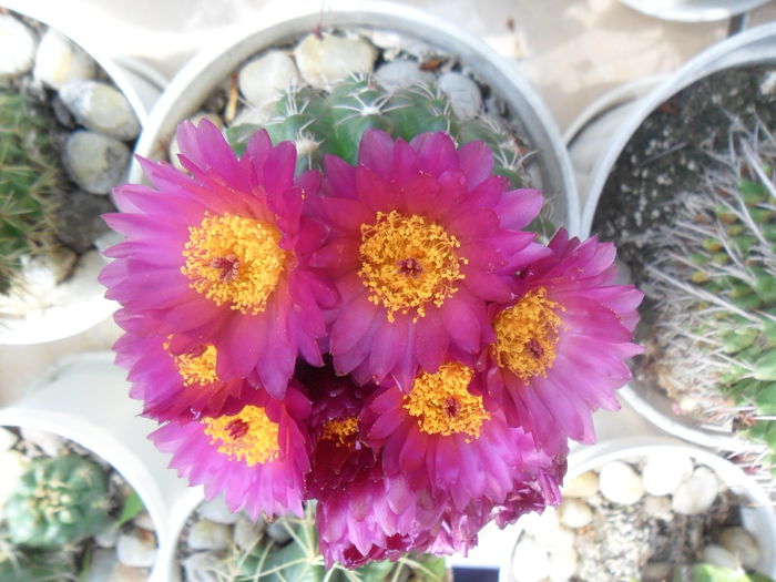 SAM_3122 - cactusi