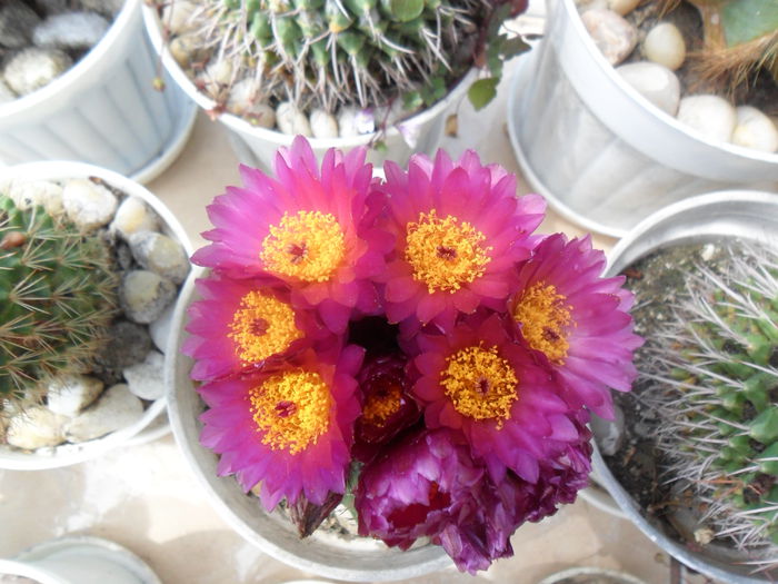SAM_3123 - cactusi