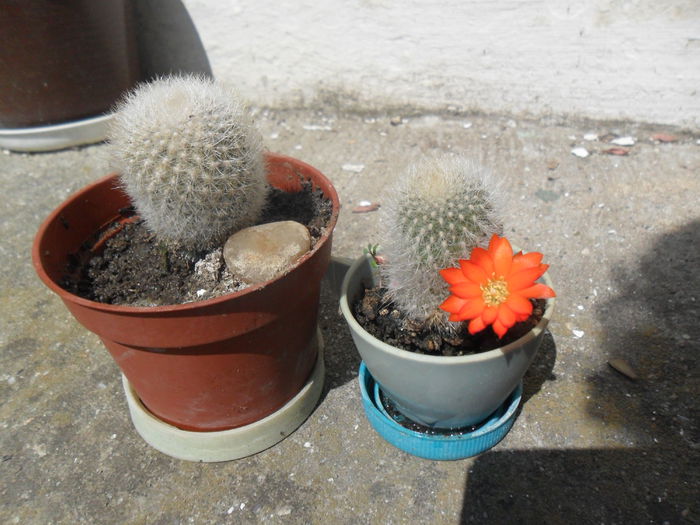 SAM_3136 - cactusi