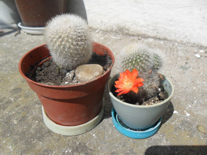 SAM_3137 - cactusi