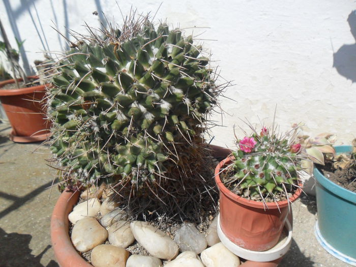 SAM_3138 - cactusi