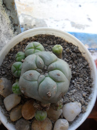 SAM_3182 - cactusi