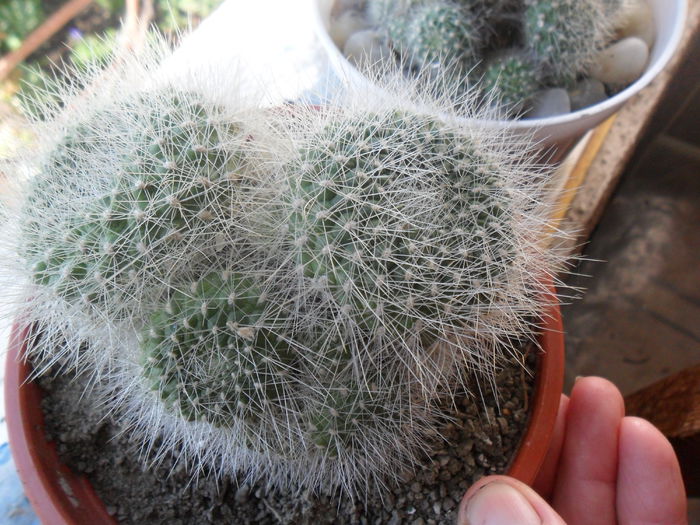 SAM_3184 - cactusi