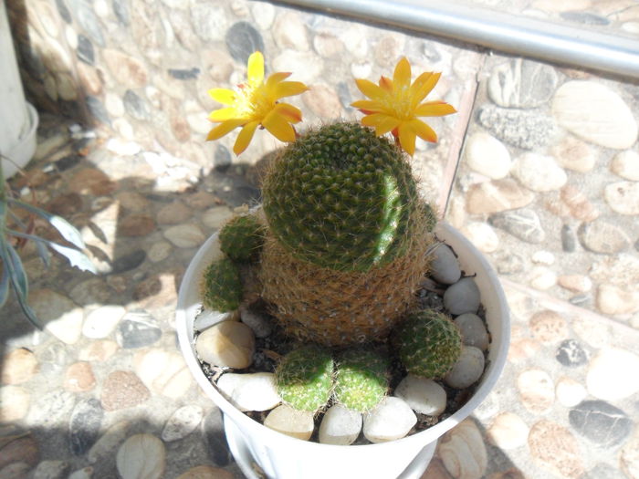 SAM_3298 - cactusi