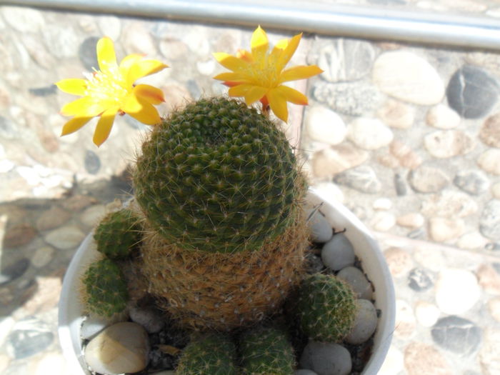SAM_3299 - cactusi