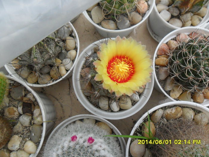 SAM_5729 - cactusi