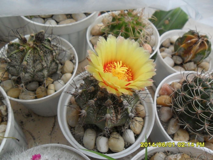 SAM_5730 - cactusi