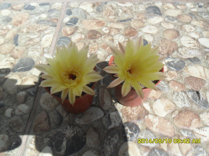 SAM_6397 - cactusi