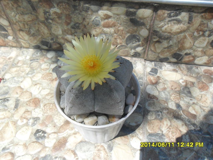 SAM_6399 - cactusi