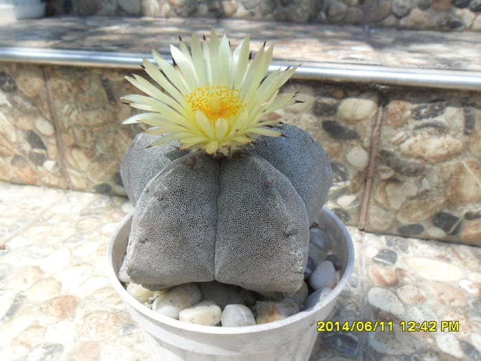 SAM_6400 - cactusi