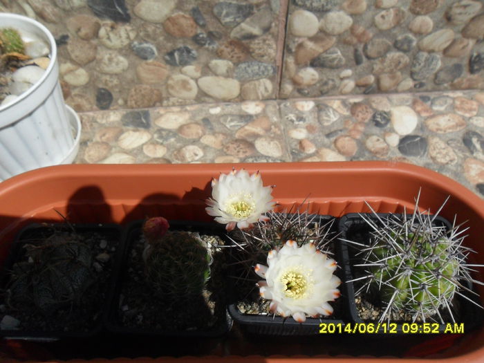 SAM_6412 - cactusi