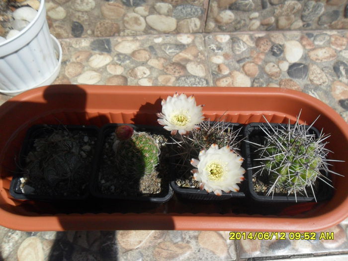 SAM_6413 - cactusi