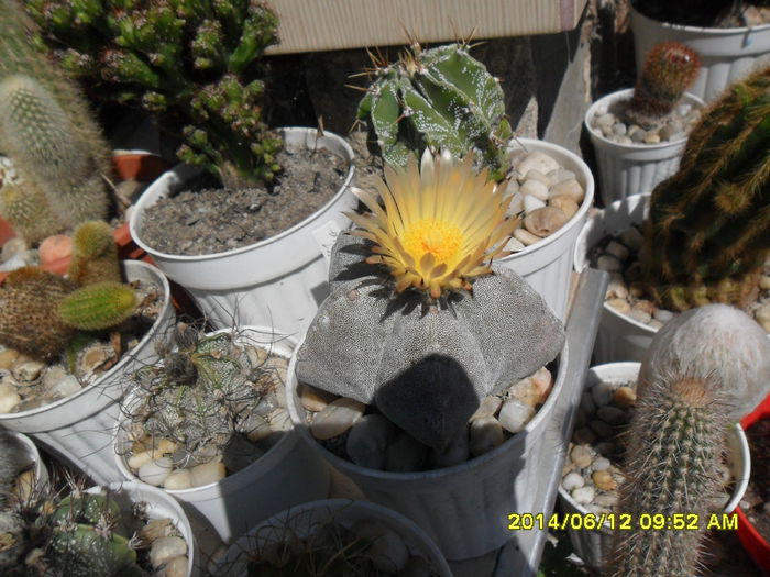 SAM_6414 - cactusi