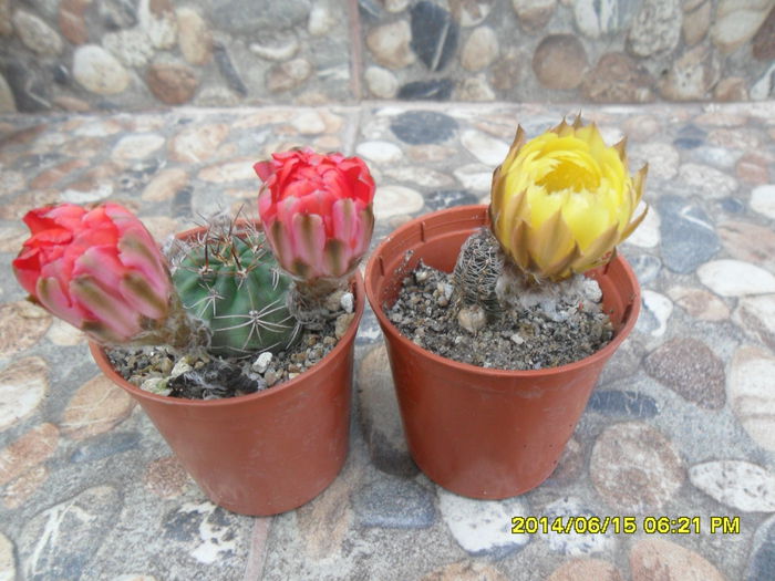 SAM_6486 - cactusi