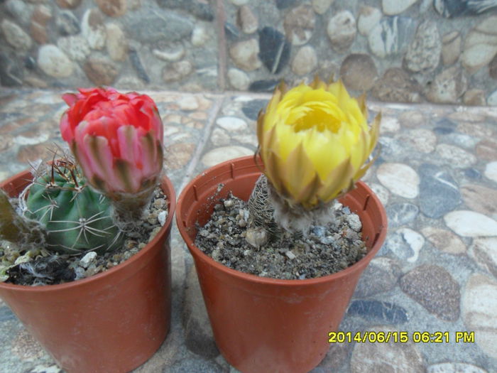 SAM_6487 - cactusi