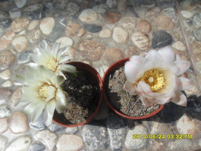 SAM_6560 - cactusi