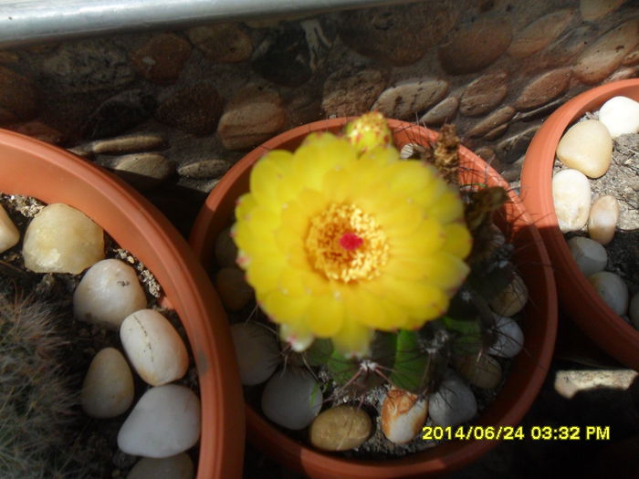 SAM_6562 - cactusi