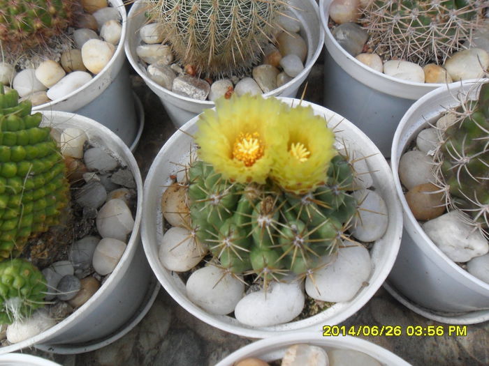 SAM_6570 - cactusi