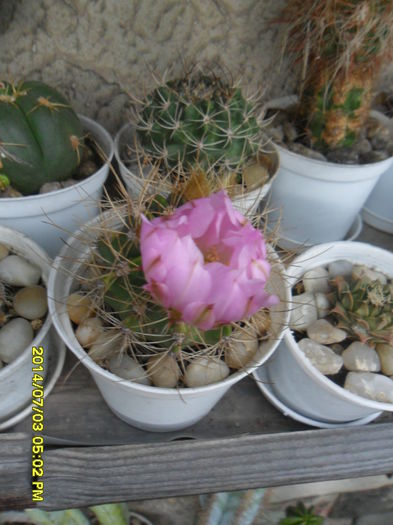 SAM_6588 - cactusi