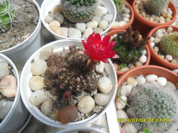 SAM_6612 - cactusi