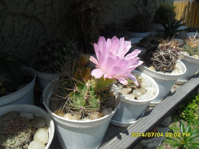 SAM_6613 - cactusi